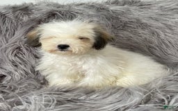 Mini Bernedoodle dogs for sale: Peaches N Cream - Image 8