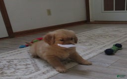Golden Retriever dogs for sale: Twinkie - Image 2