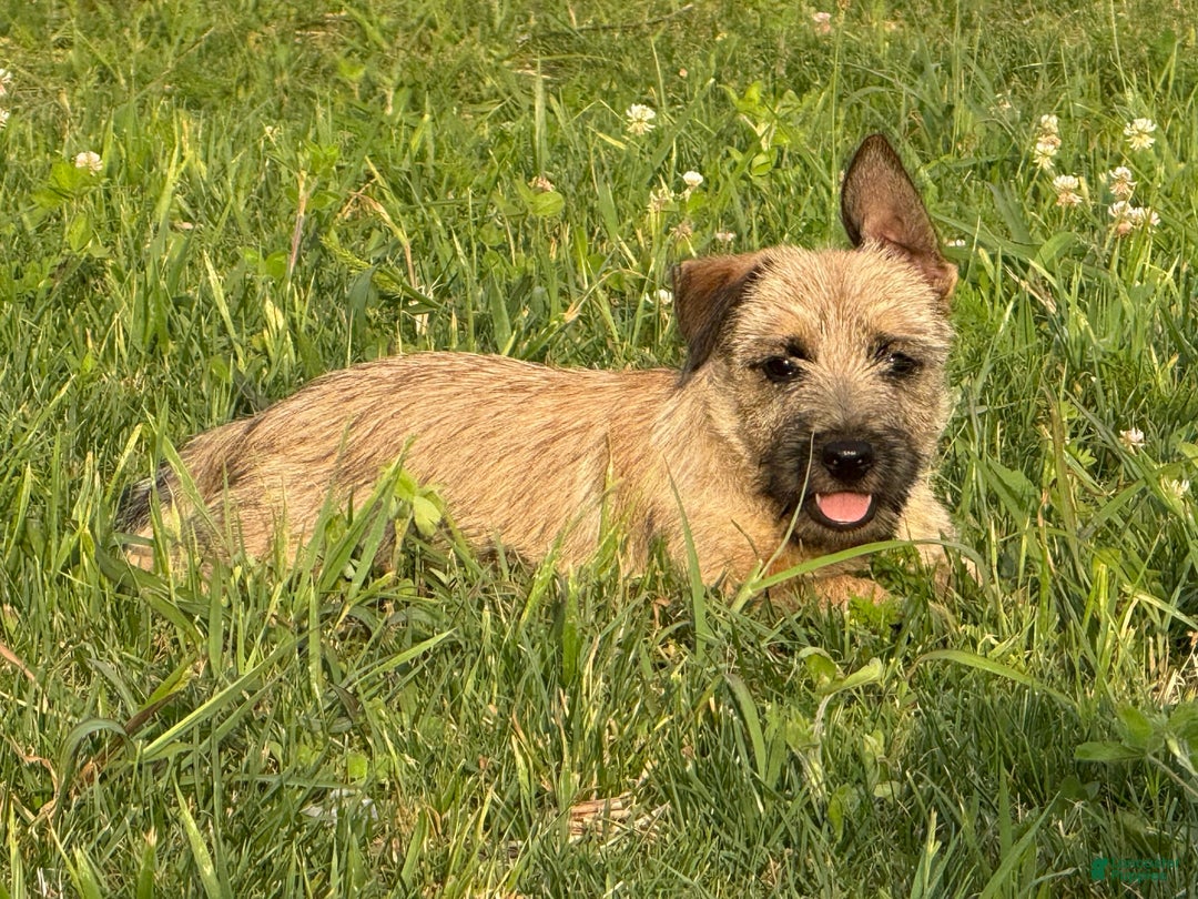 Cairn Terrier dogs for sale: Carol - Image 5