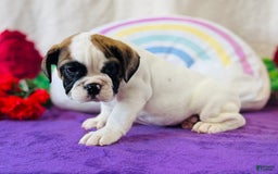English Bulldog dogs for sale: Lincoln - Image 2