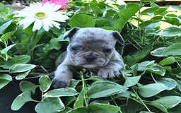 French Bulldog dogs for sale: Hero - Image 9