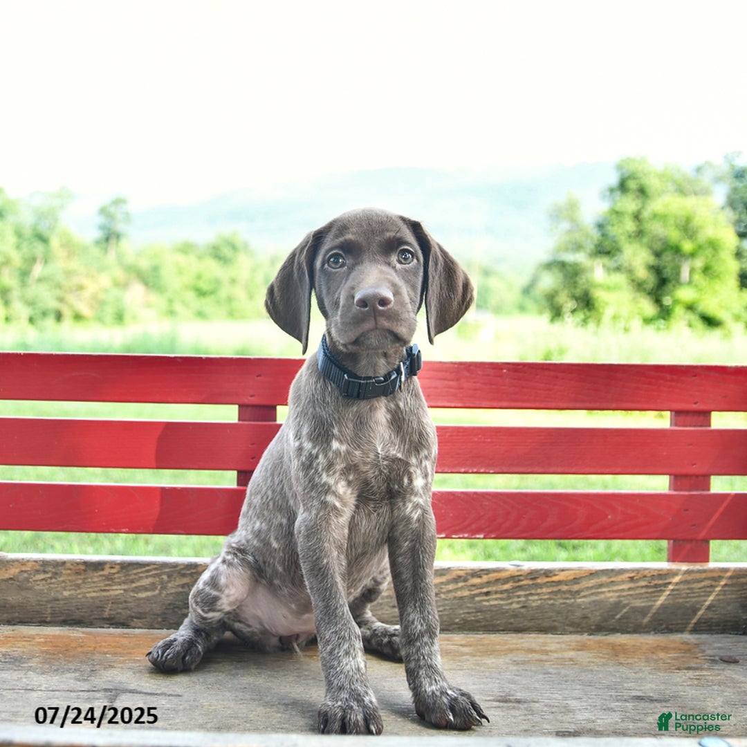 German Shorthaired Pointer dogs for sale: Rose - Image 2
