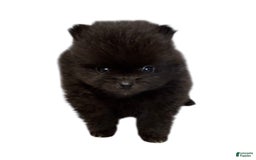 Pomeranian dogs for sale: Jet - Image 8