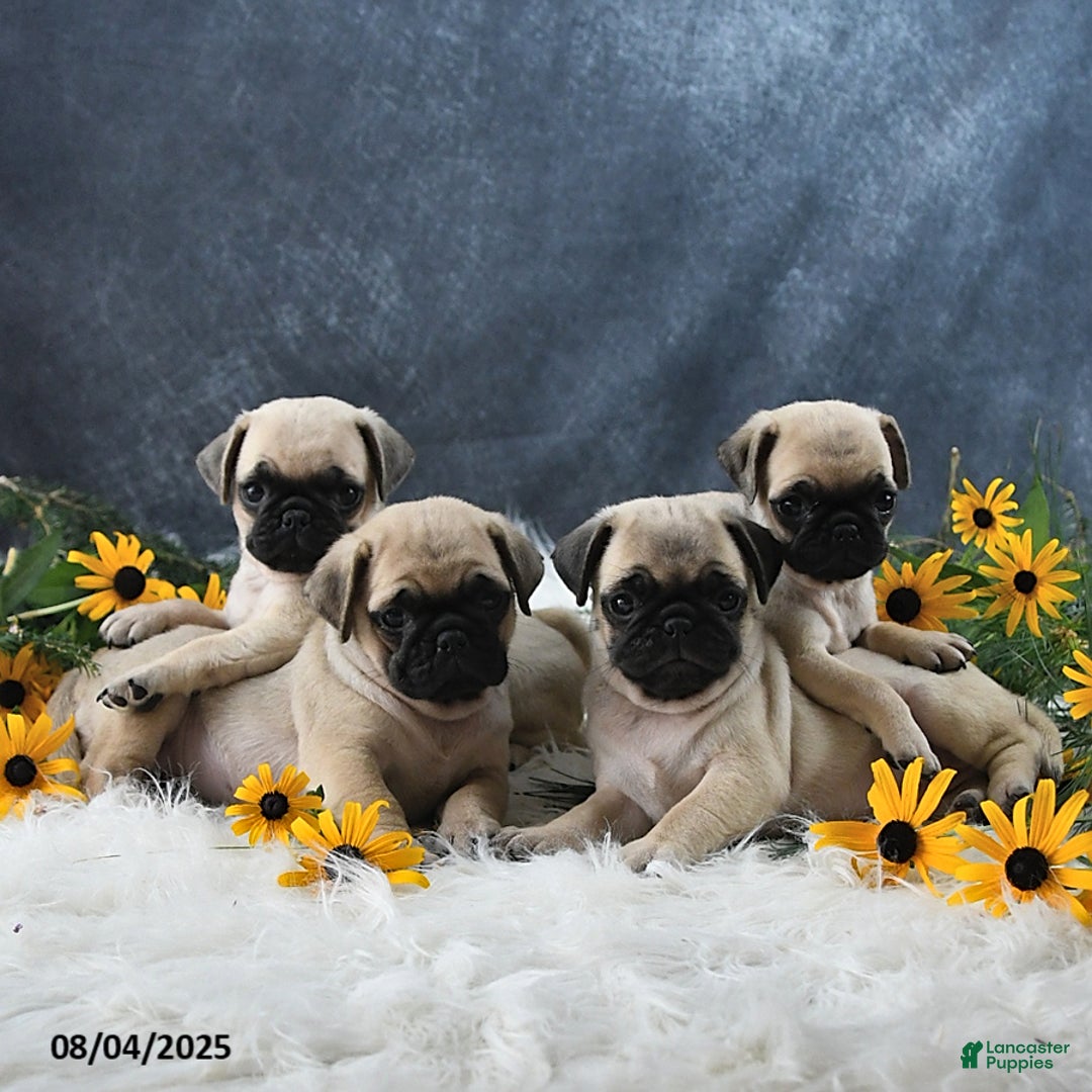 Pug dogs for sale: Theodor - Image 3