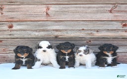 Miniature Poodle dogs for sale: Moe - Image 8