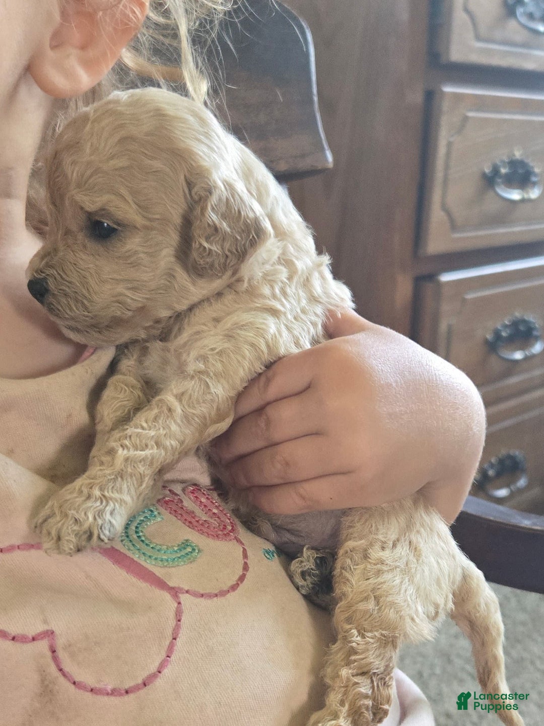 Miniature Poodle dogs for sale: Tulip - Image 8