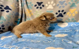 Chihuahua dogs for sale: Tobias Lavender Long Coat - Image 30