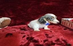 Miniature Dachshund dogs for sale: River - Image 6