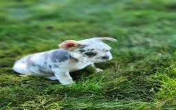 French Bulldog dogs for sale: Charlie - Image 8