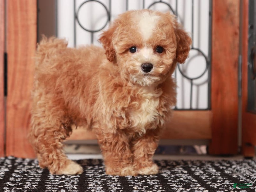 Bichpoo dogs for sale: Turbo - Image 3