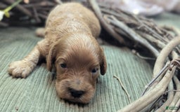 Cavapoo dogs for sale: Apollo - Image 19
