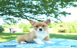 Welsh Corgi Pembroke dogs for sale: Mable - Image 5
