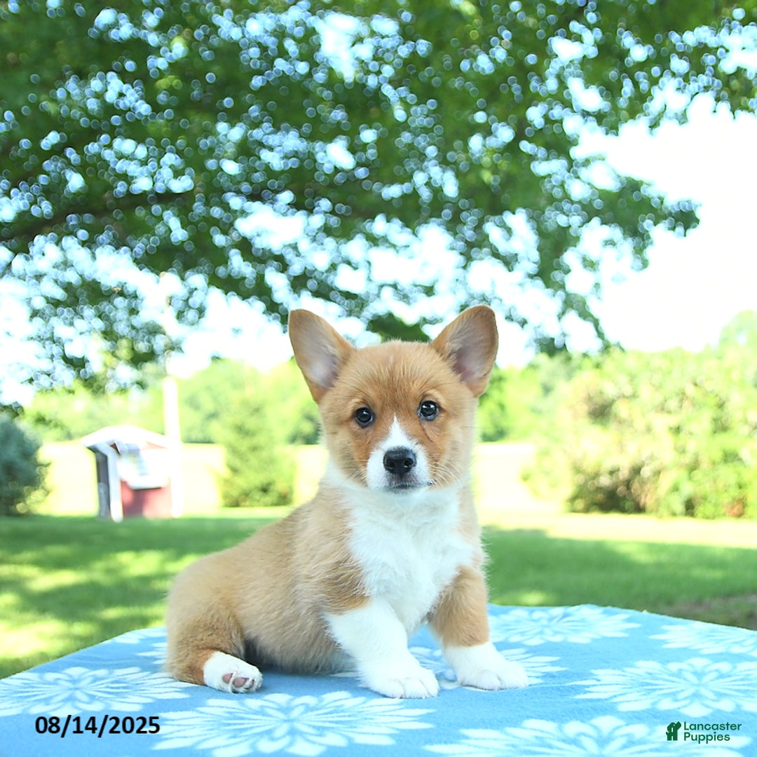 Welsh Corgi Pembroke dogs for sale: Mable - Image 5