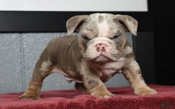 English Bulldog dogs for sale: Zeke - Image 4