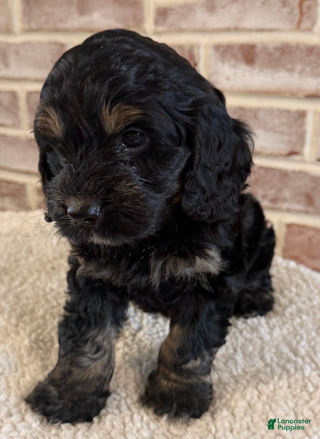 Cockapoo dogs for sale: Diva - Image 15