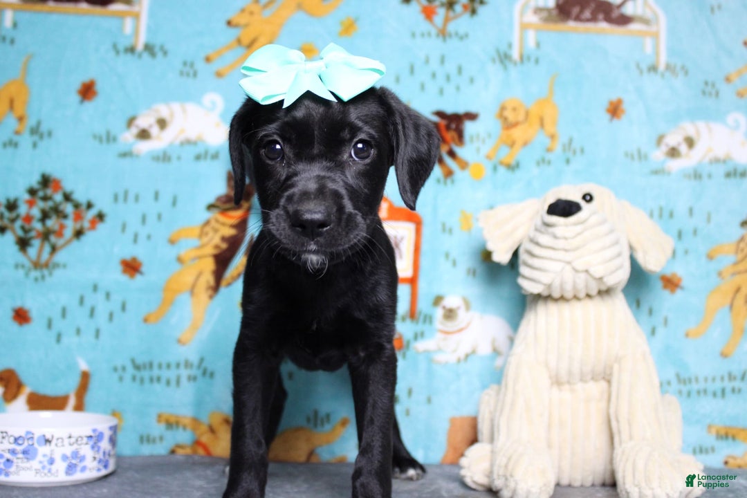 Labrador Retriever dogs for sale: Obsidian - Image 12