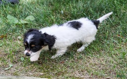 Chihuahua dogs for sale: Nova - Image 9