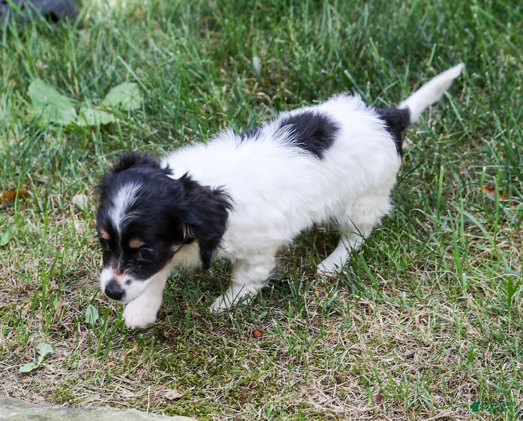 Chihuahua dogs for sale: Nova - Image 9