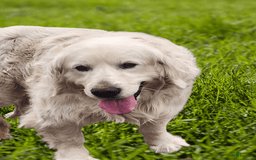 Golden Retriever dogs for sale: Lacy - Listing for pets: Lacy - Image 5