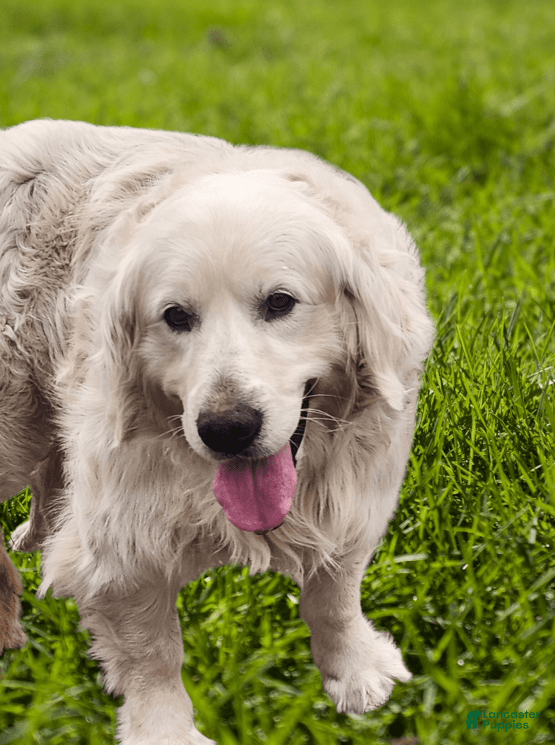 Golden Retriever dogs for sale: Lacy - Listing for pets: Lacy - Image 5