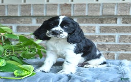 Cocker Spaniel dogs for sale: Jeff - Image 1