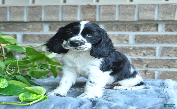 Cocker Spaniel dogs for sale - Ad 5