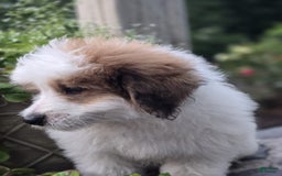 Mini Bernedoodle dogs for sale: Bubba - Image 13