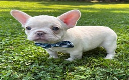 French Bulldog dogs for sale: Larry - Image 7