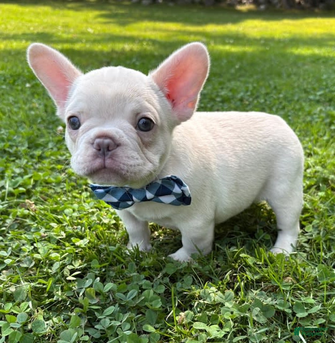 French Bulldog dogs for sale: Larry - Image 7