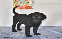 Labrador Retriever dogs for sale: Carter - Image 7