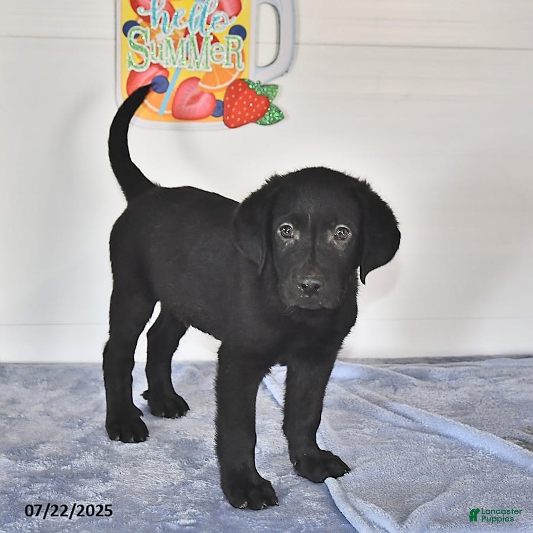 Labrador Retriever dogs for sale: Carter - Image 7