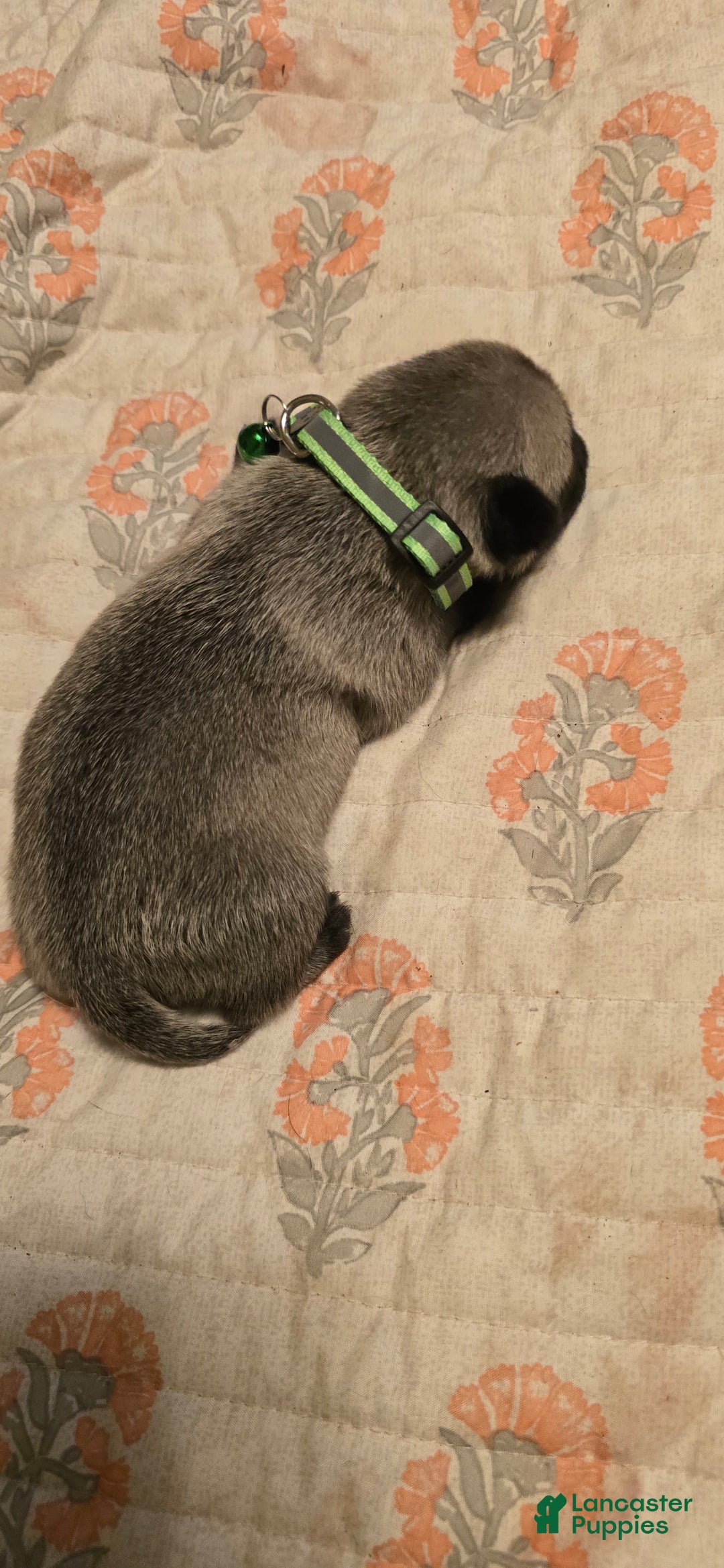 Pug dogs for sale: Derek - Image 17