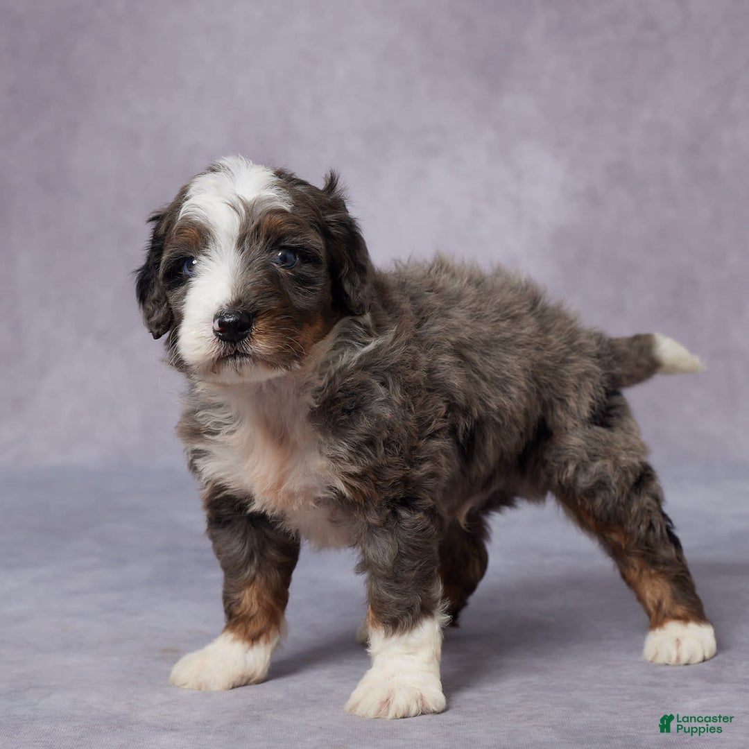 Mini Bernedoodle dogs for sale: Caleb - Image 3