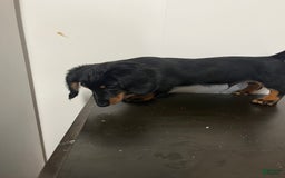Miniature Dachshund dogs for sale: Nyx - Image 4