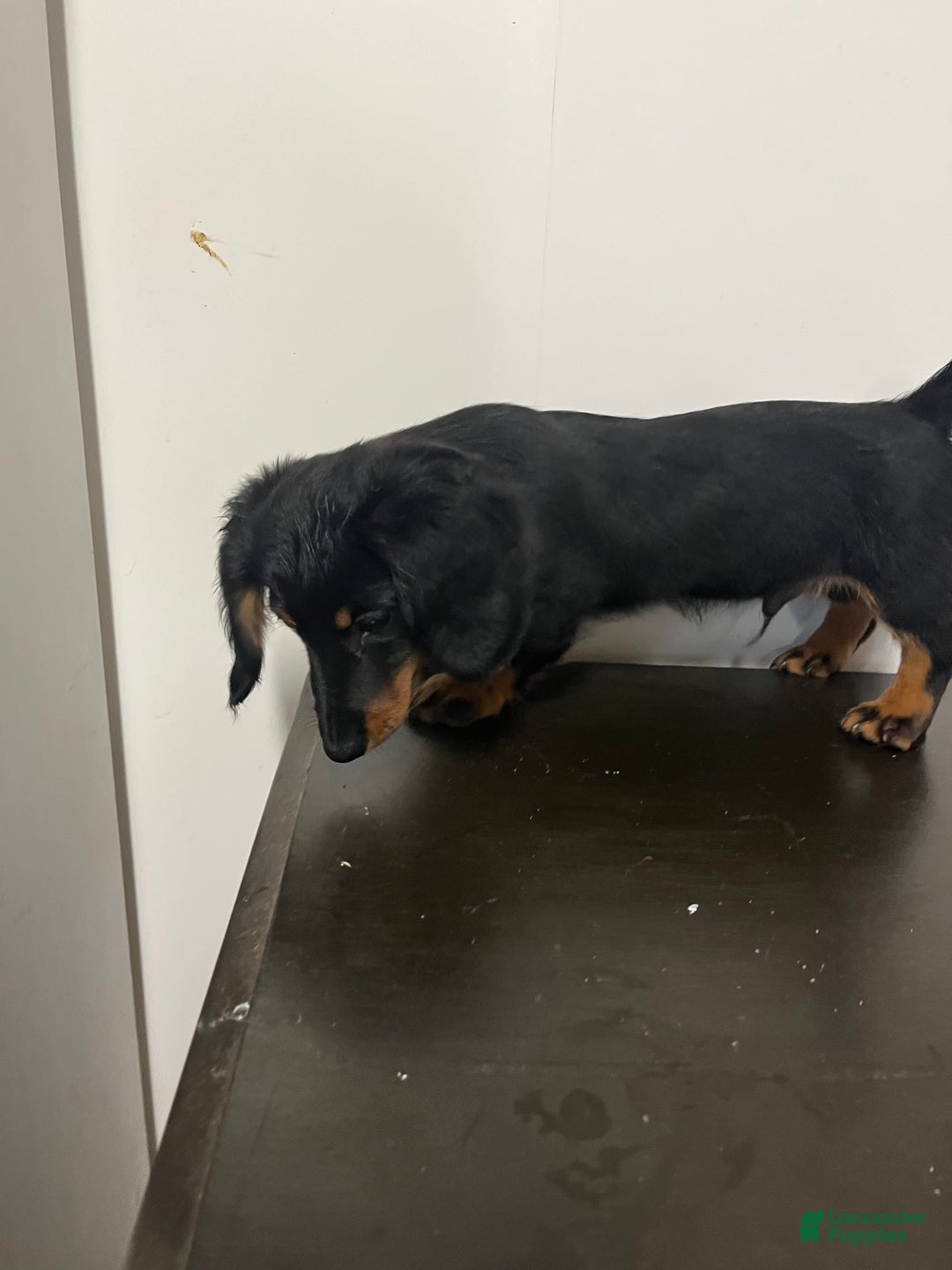 Miniature Dachshund dogs for sale: Nyx - Image 4
