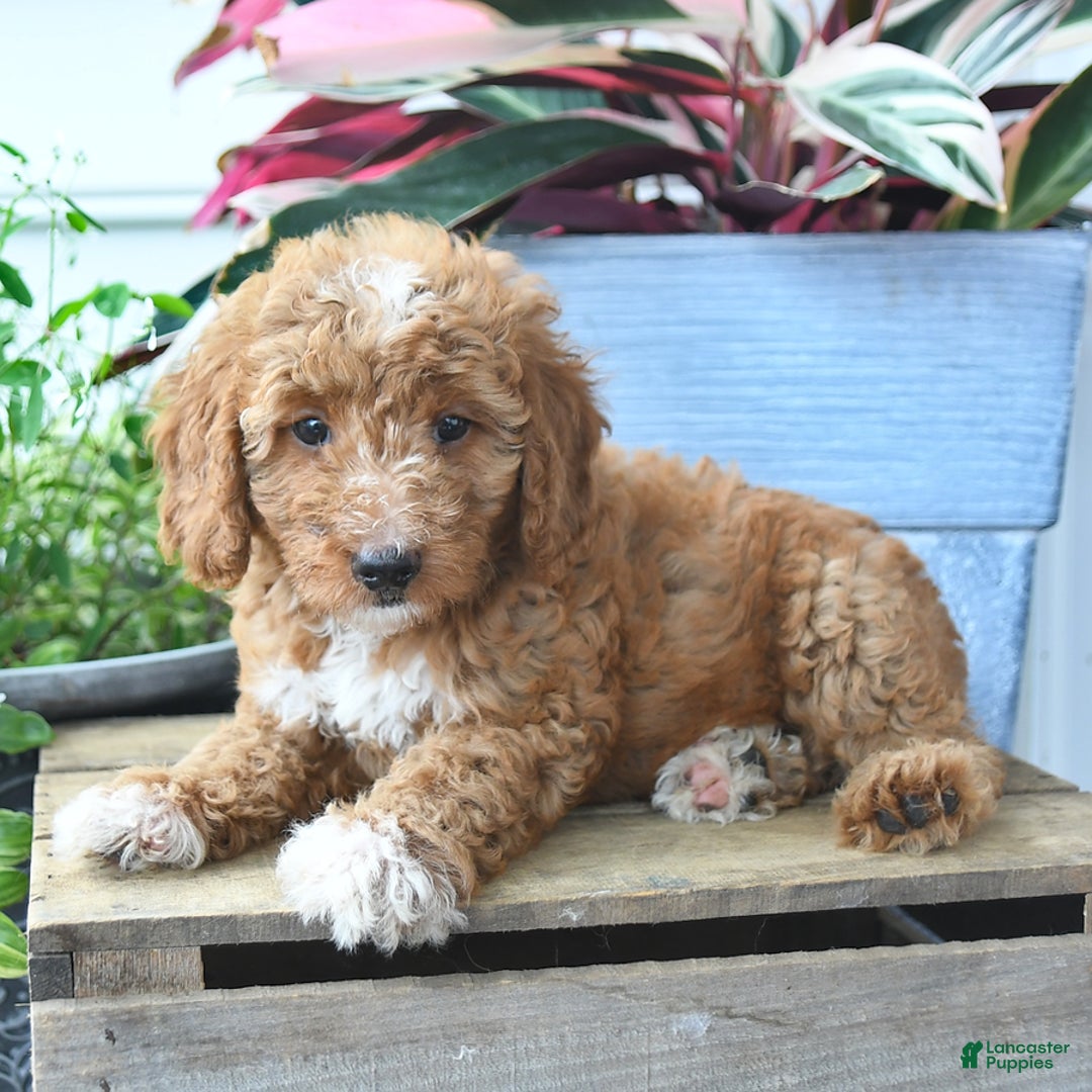 Mini Goldendoodle dogs for sale: Poppy - Image 4