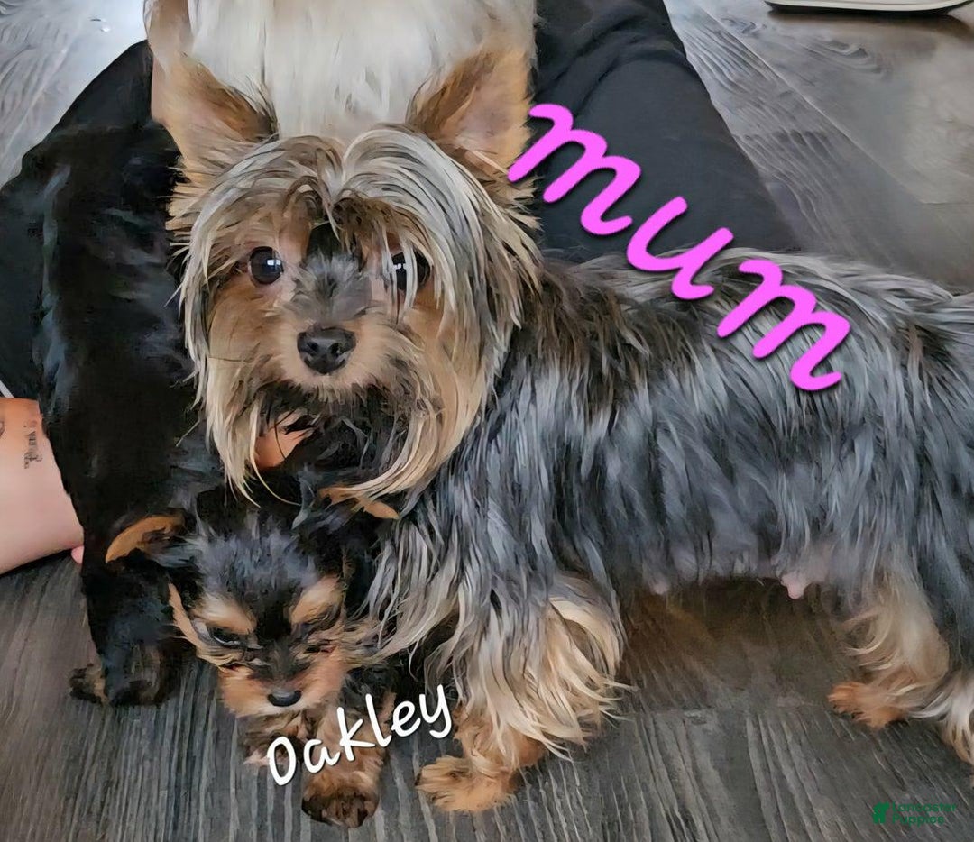 Yorkshire Terrier dogs for sale: Oakley - Image 8
