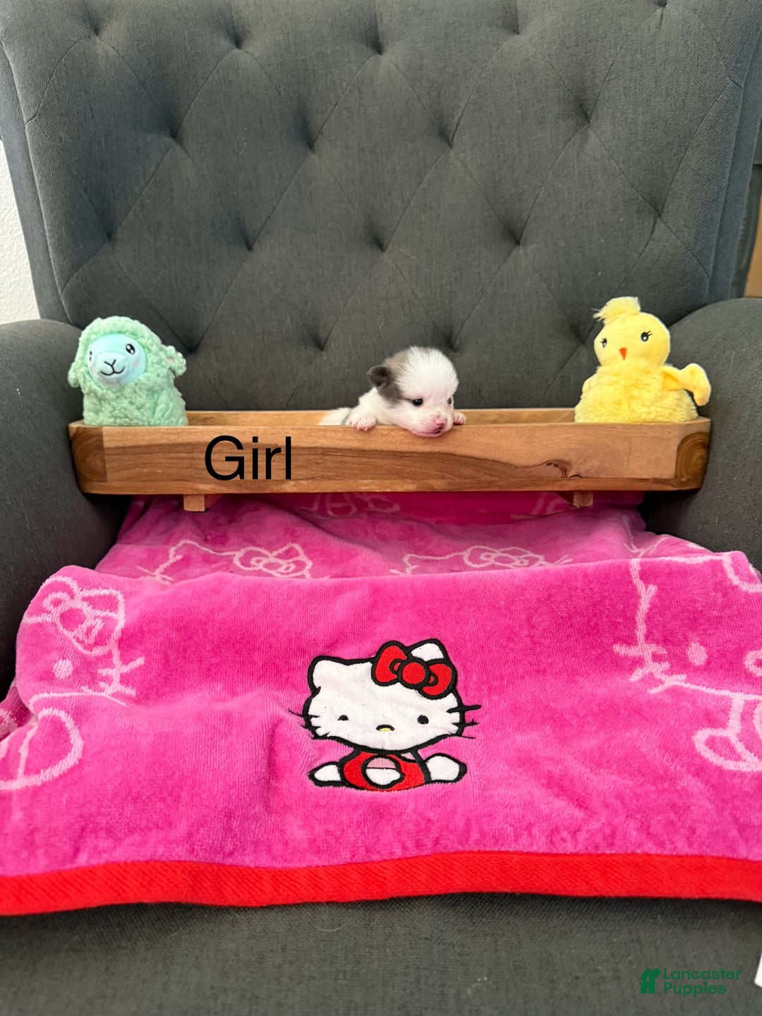 Pomeranian dogs for sale: Molly - Image 2