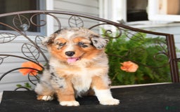 Australian Shepherd dogs for sale: Twizzler - Image 4