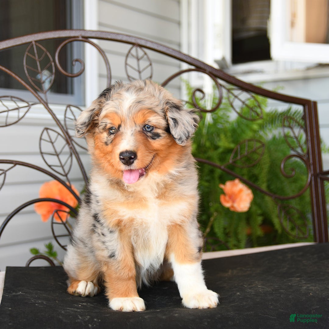 Australian Shepherd dogs for sale: Twizzler - Image 4