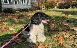 Cavapoo dogs for sale: Cooper - Image 19