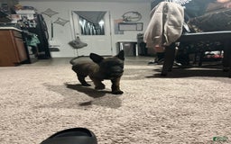 Belgian Malinois dogs for sale: Duke - Image 2