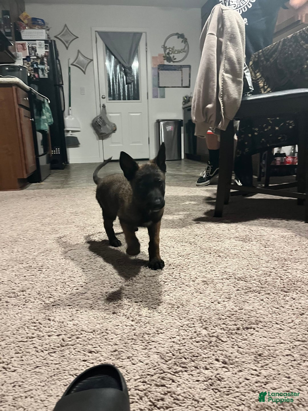 Belgian Malinois dogs for sale: Duke - Image 2