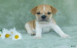 English Bulldog dogs for sale: Charlie - Image 3