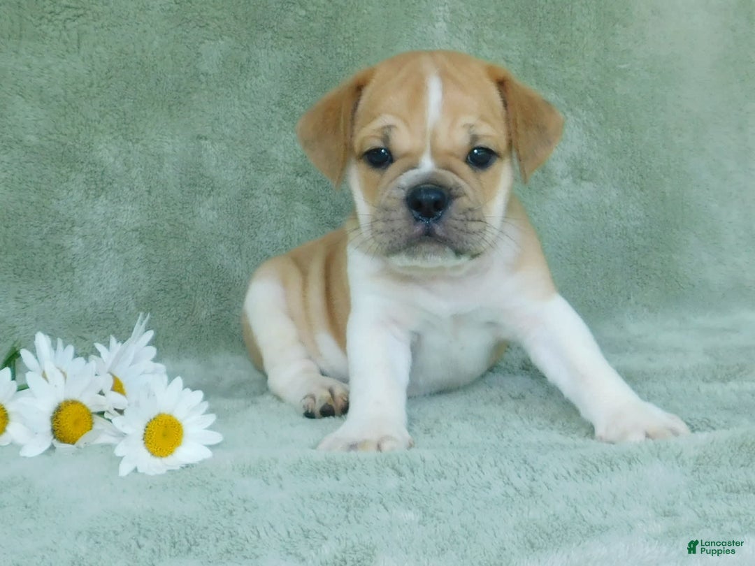 English Bulldog dogs for sale: Charlie - Image 3