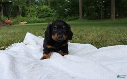 Miniature Dachshund dogs for sale: Miniature Dachshund 3 puppies - Image 6