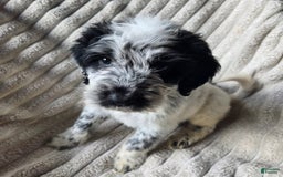 Dalmatian dogs for sale: Echo - Image 3