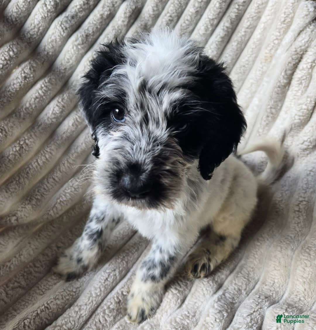 Dalmatian dogs for sale: Echo - Image 3