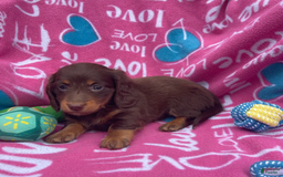 Dachshund dogs for sale: Brownie Chocolate Girl 1952 - Image 9