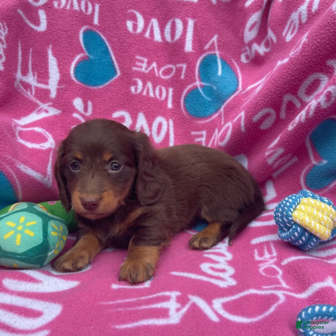 Dachshund dogs for sale: Brownie Chocolate Girl 1952 - Image 9